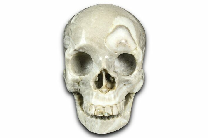 Realistic, Light Coquina Stone Skull #382130